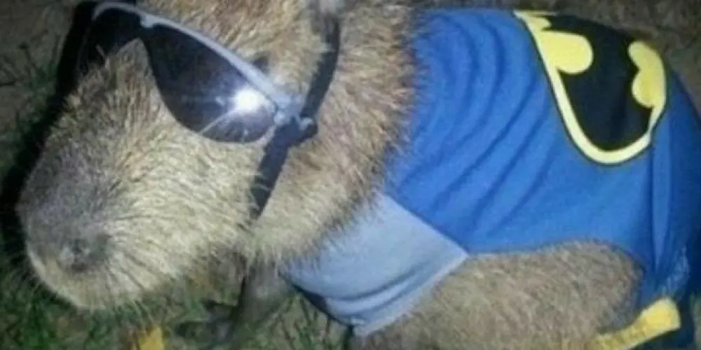 Imagem do grupo de WhatsApp ZOEIRA TOTAL 😎🎭