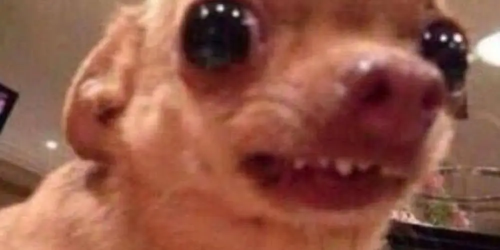 Imagem do grupo de WhatsApp Zoeira total 💸