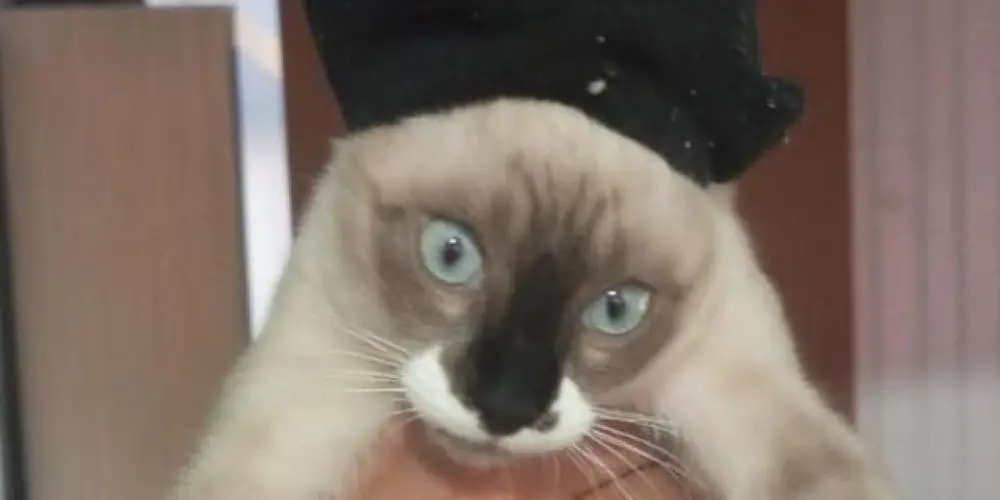 Imagem do grupo de WhatsApp Zoeiras lit