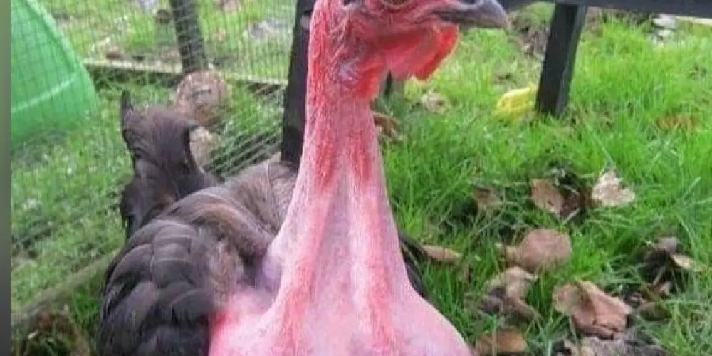 Imagem do grupo de WhatsApp Zona da amizade