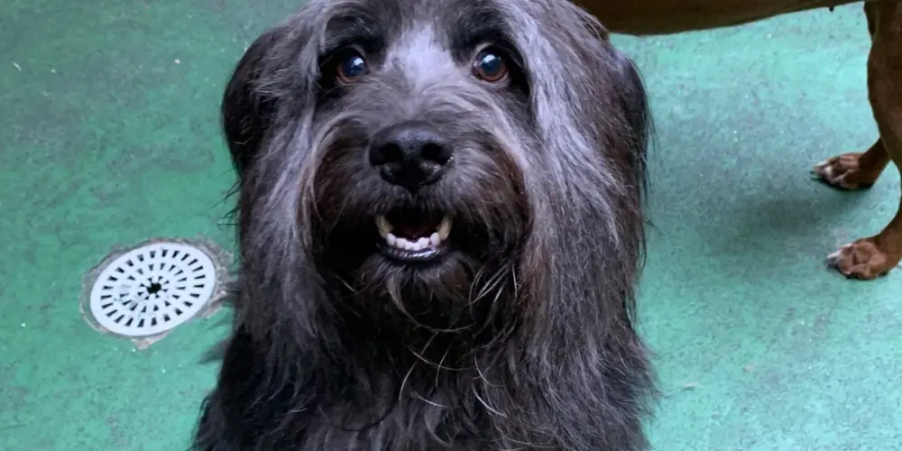 Imagem do grupo de WhatsApp Zoológico