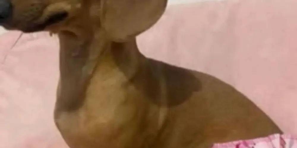 Imagem do grupo de WhatsApp ZUEIRA 20W