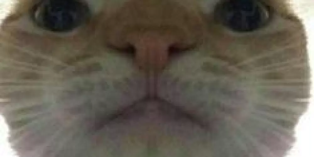 Imagem do grupo de WhatsApp ZUEIRA 24 HR