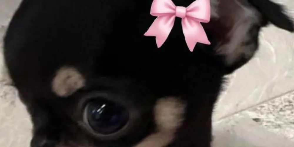 Imagem do grupo de WhatsApp Zueira 🙂‍↕️