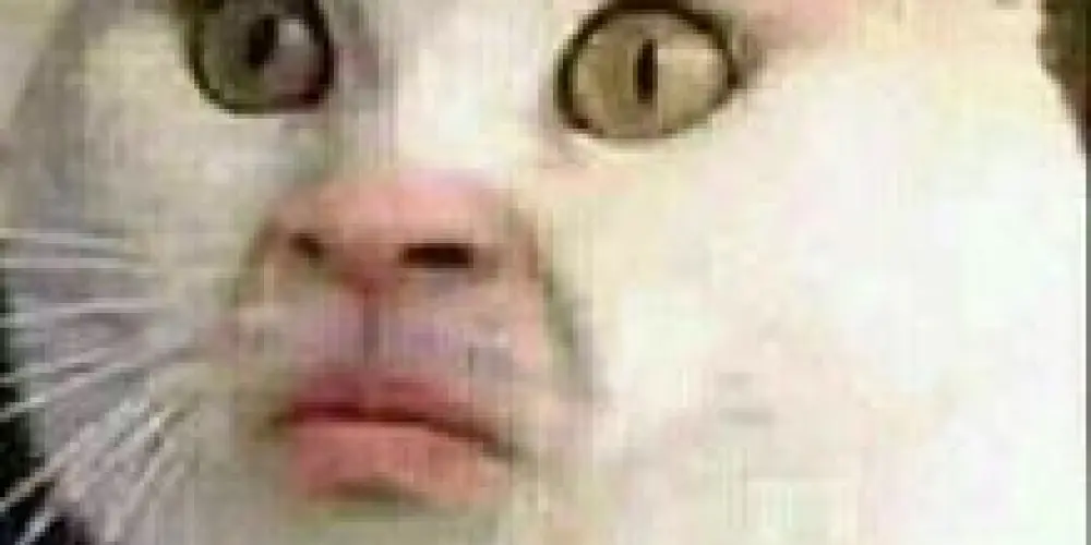 Imagem do grupo de WhatsApp 💣✨💣 Z⊶U⊶E⊶I⊶R⊶A⊶ ⊶B⊶O⊶M⊶B⊶Á⊶S⊶T⊶I⊶C⊶A💣✨💣