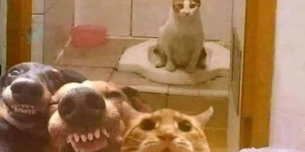 Imagem do grupo de WhatsApp Zueira e amizades