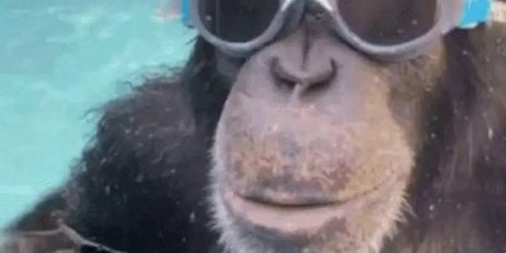 Imagem do grupo de WhatsApp ZUEIRA E FOFOCA