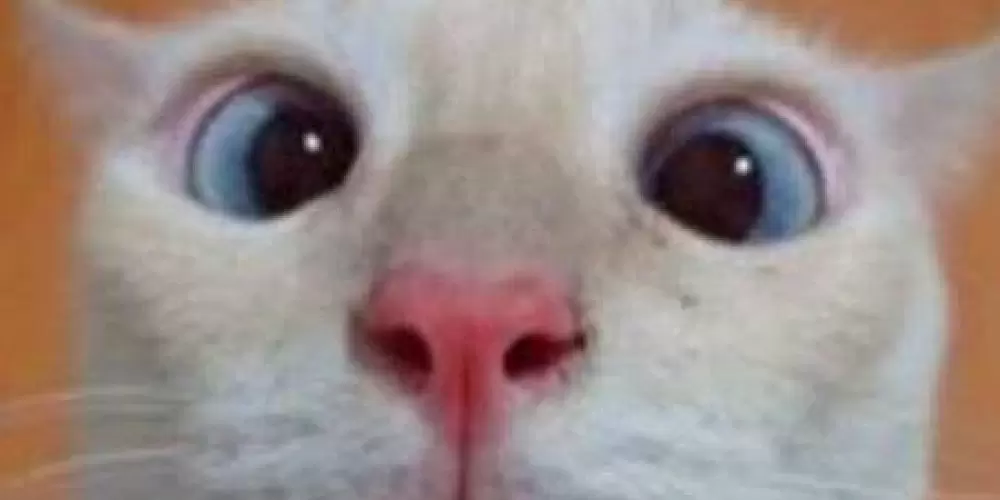 Imagem do grupo de WhatsApp Zueira total