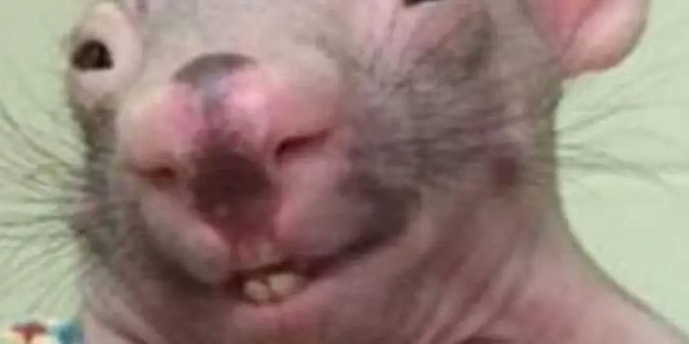 Imagem do grupo de WhatsApp Zueira total🤪