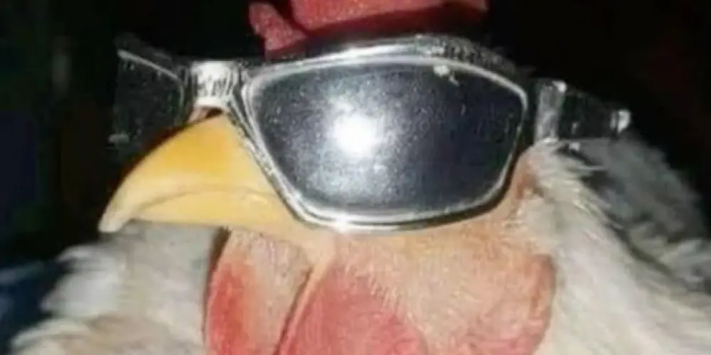 Imagem do grupo de WhatsApp ZUEIRA TOTAL!!🤡