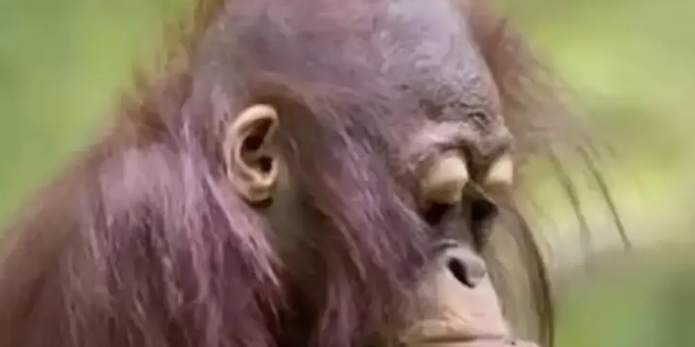 Imagem do grupo de WhatsApp Zueira total