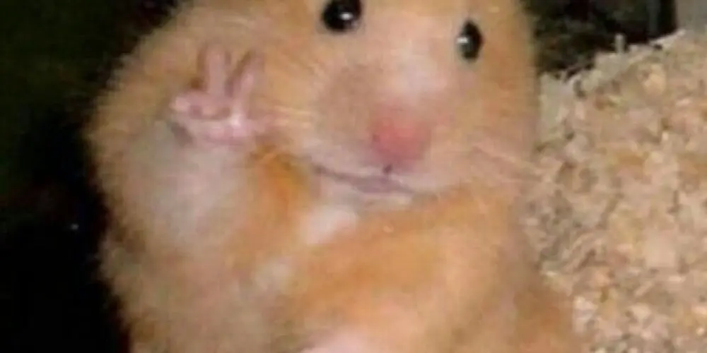 Imagem do grupo de WhatsApp Zuera 24 horas