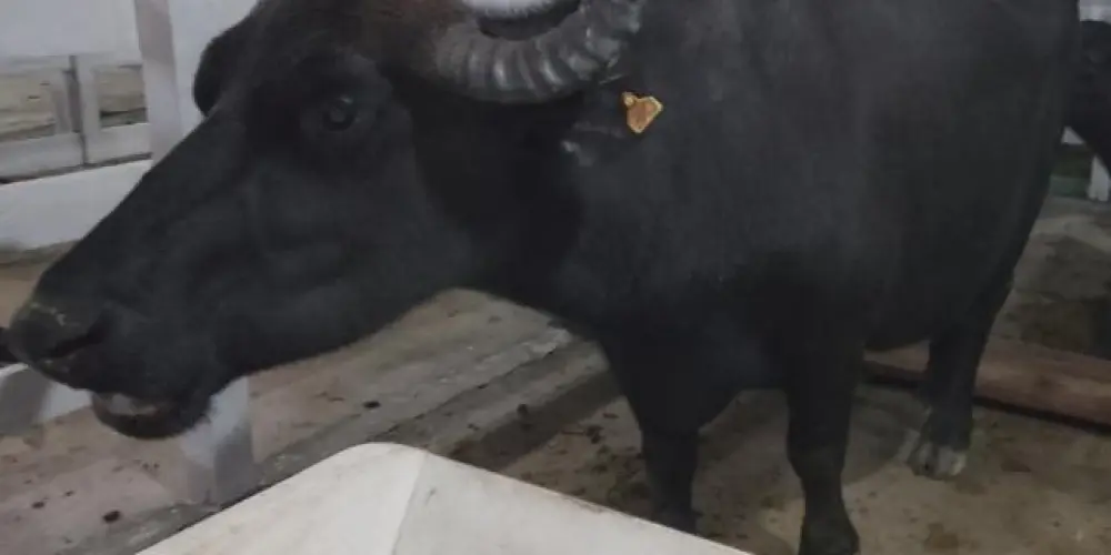 Imagem do grupo de WhatsApp ZUERA ON