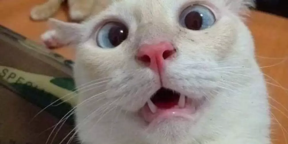 Imagem do grupo de WhatsApp Zuera total