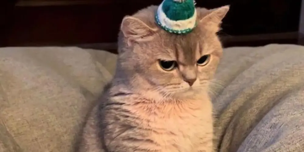 Imagem do grupo de WhatsApp ᑕᖇᗩZY ᑌᘉIᐯᕮᖇSᕮ ᶜʰᵃᵗ