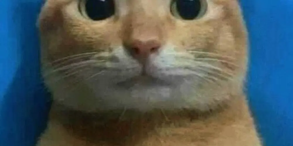 Imagem do grupo de WhatsApp ✰🙂‍↔️ᑕᖇᗩZY  ᑌᘉIᐯᕮᖇSᕮ ᶜʰᵃᵗ ✰꙰🙂‍↕️